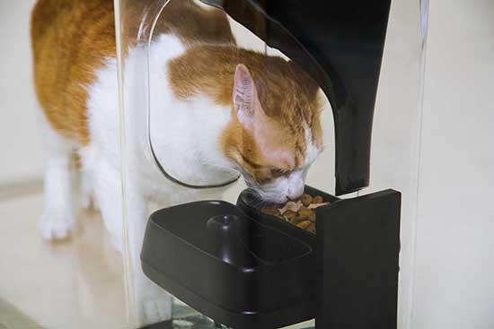 BistroSmartCatFeeder8