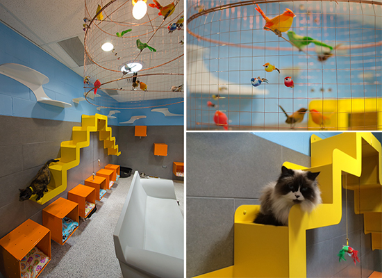 Cat center sales