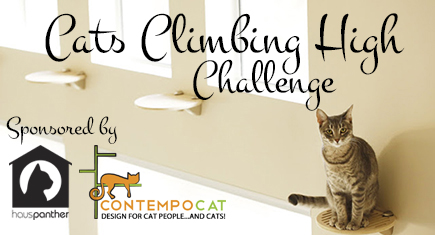 CatsClimbingHighChallenge