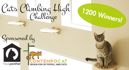 CatsClimbingHighChallenge_final