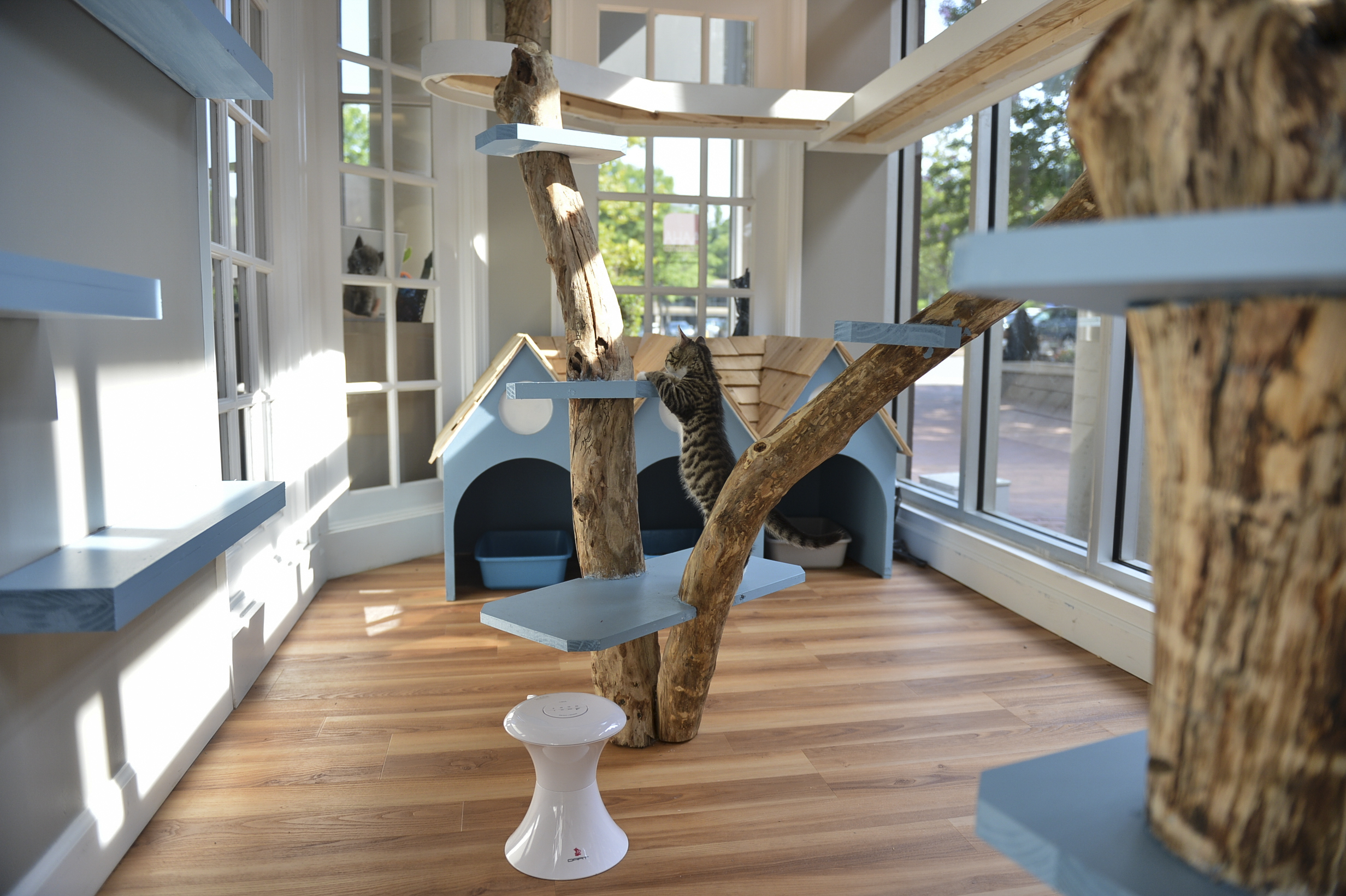 Just Cats Clinic in Reston, VA Gets Catified! • hauspanther