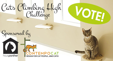 CatsClimbingHighChallenge_vote