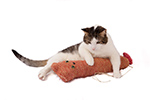 snuggly toy