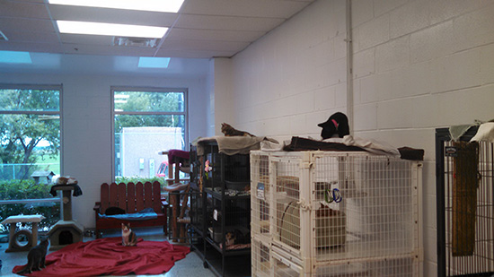 Ultimate Cat Shelter Makeover Finalists! Time to Vote! • hauspanther Ultimate Cat Shelter Makeover Finalists! Time to Vote! • hauspanther