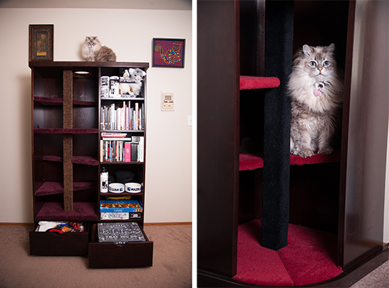 CityCatProducts2