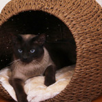 Cosmo Banana Leaf Cat Condo From Pet Pals Hauspanther