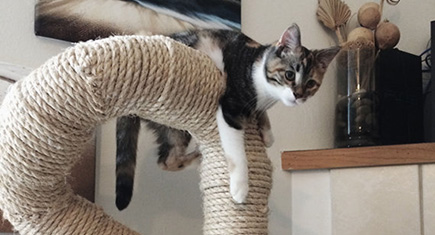 sisal pole for cats