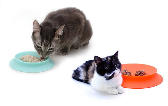 FinellSiliconCatDish3