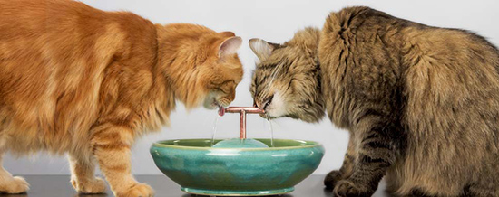 ThirstyCatFountains1