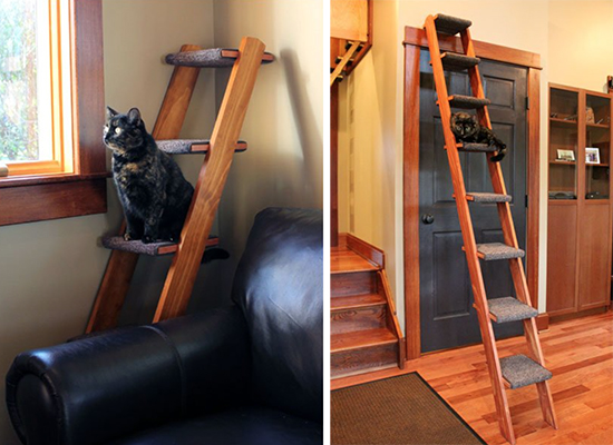 CatLadders2