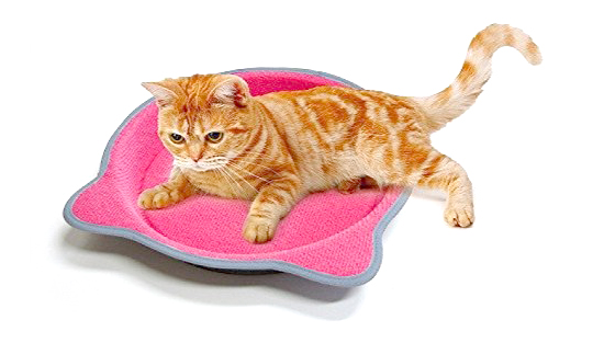 Cat discount head bed