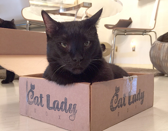 CatLadyBox1