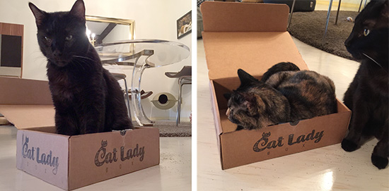 CatLadyBox5