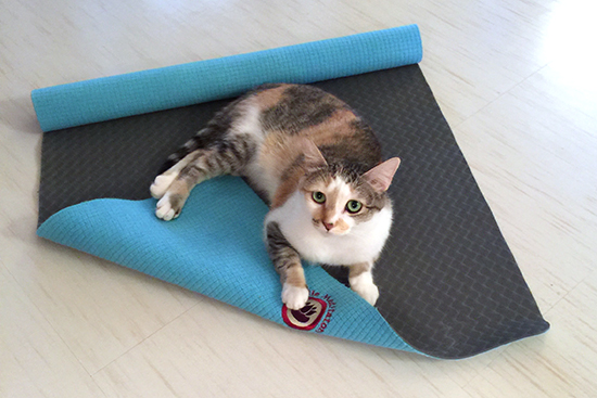 Meditation Mat for Cats