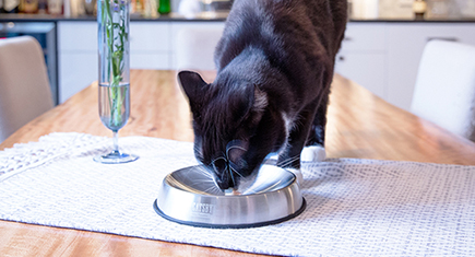 Catsby clearance cat food