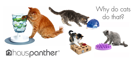 Cats and small best sale spaces