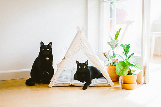 01_twoguineapigs_jkblackwell_blackcats_mrbig_pf_dog_n_teepee_tent_product_cats-3