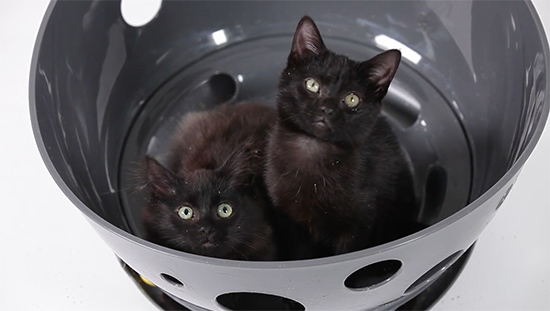 Jackson Galaxy Space Station for Cats is Out of This World hauspanther