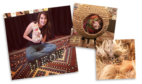 CatStyleLounge2016-3