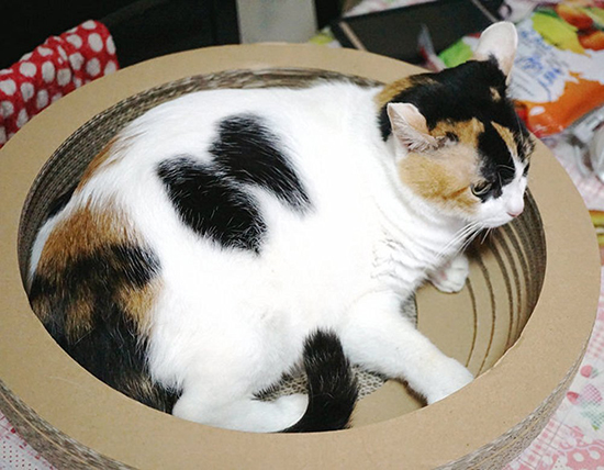 dcou_cardboardcatbed4