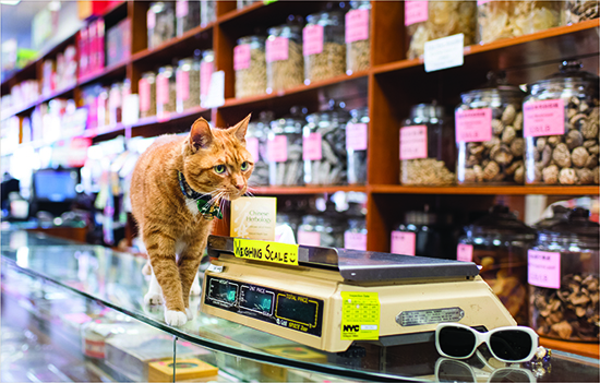 shopcatsofnybook3