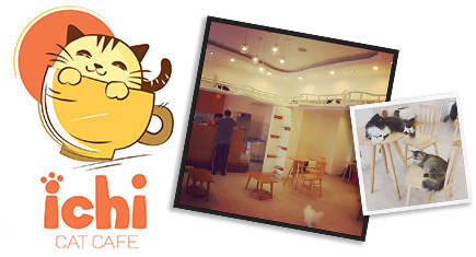 ICHI Cat Cafe :: Ho Chi Minh City, Vietnam