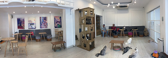 ichi_catcafe1