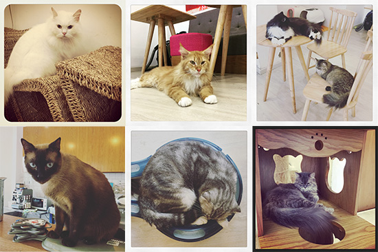 ichi_catcafe10