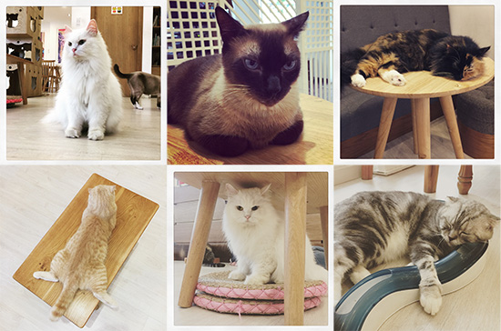 ichi_catcafe11