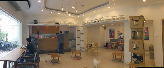 ichi_catcafe2