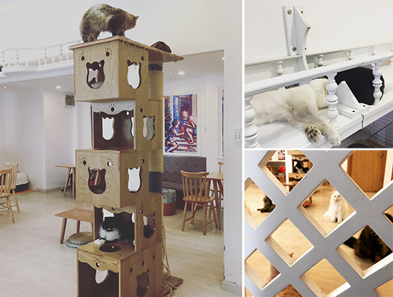 ichi_catcafe4