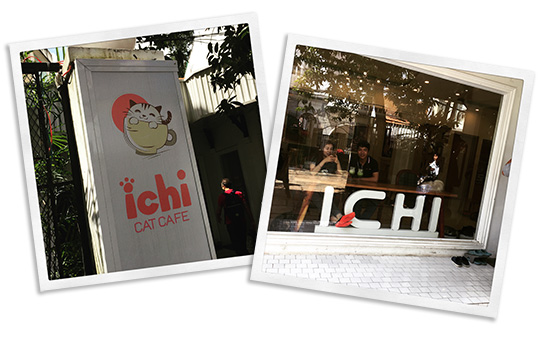 ichi_catcafe5