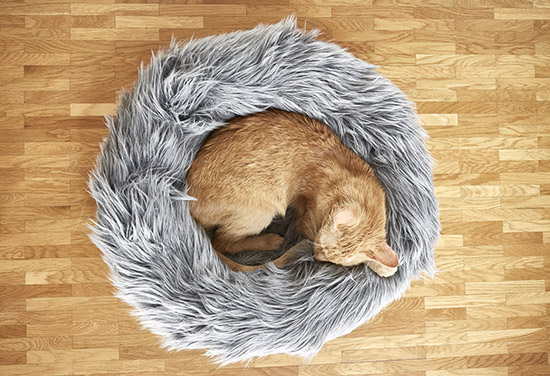 Breathtaking Modern Cat Furniture From Germany Hauspanther