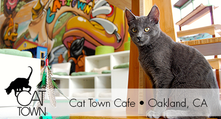 Cat Town Cafe :: Oakland, CA