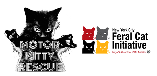 Cat Camp - NYC's Biggest Cat Event