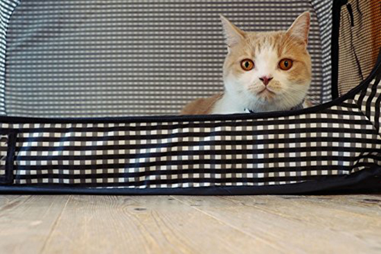 Portable Cat Enclosure