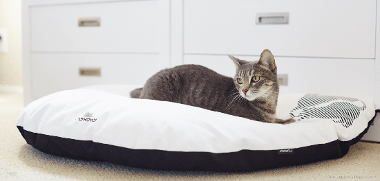 Beautiful cat hotsell beds