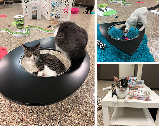 Phoenix deals feline furniture