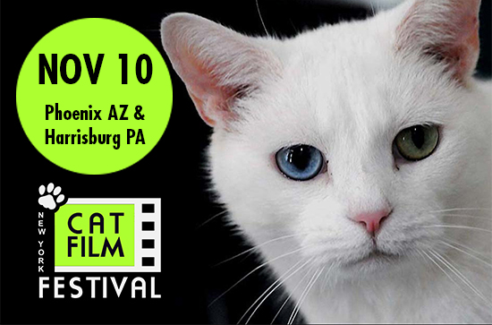 Cat Film Festival Coming Your Way!