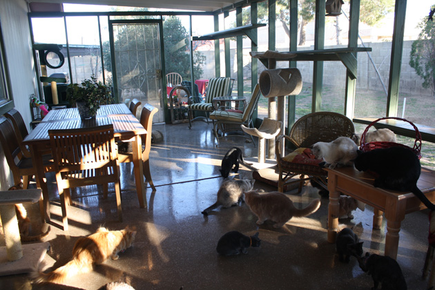 All About Animals’ Amazing Catio Keeps Kitties Happy in Arizona