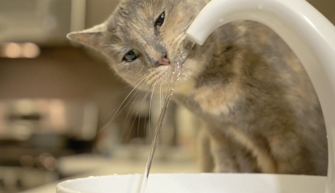 Swan Cat Drinking Fountain: For Cats Who Drink from Sinks!