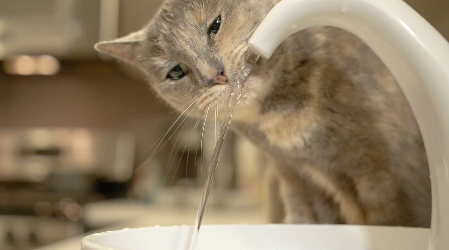 cat fountain easy to clean