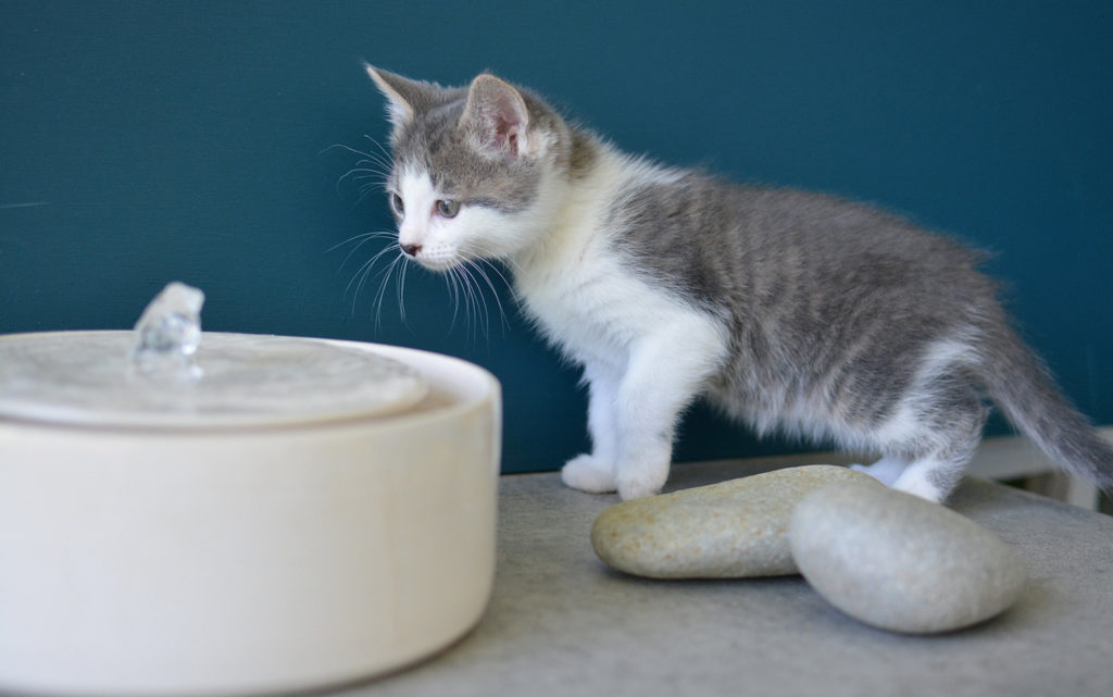Modern Ceramic Pet Fountains by Tania Julian Ceramics • hauspanther