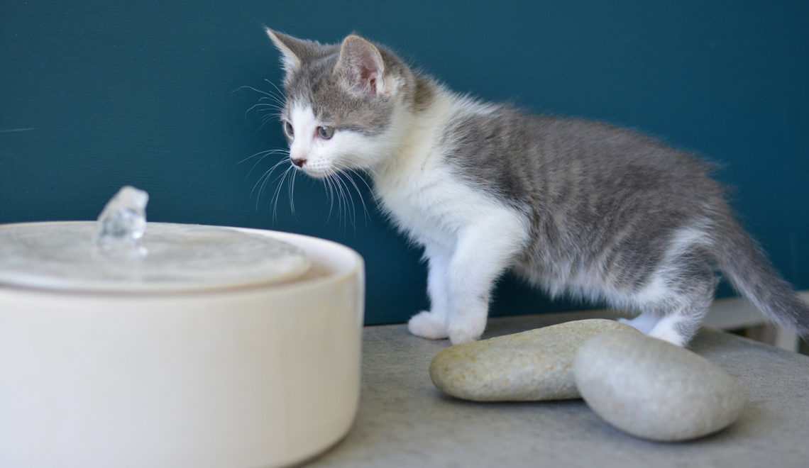 Modern Ceramic Pet Fountains by Tania Julian Ceramics