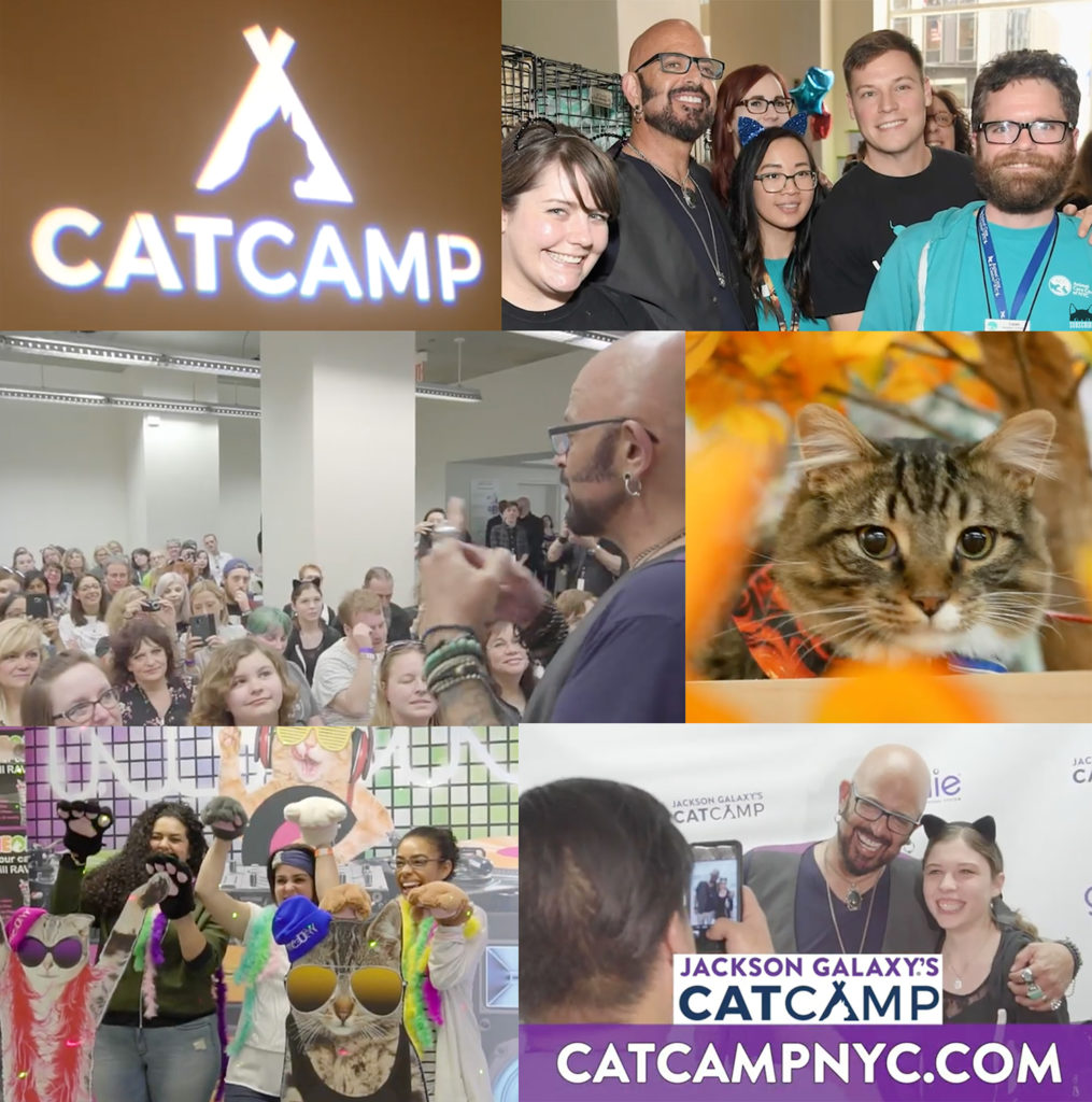 See You at Cat Camp NYC! • hauspanther