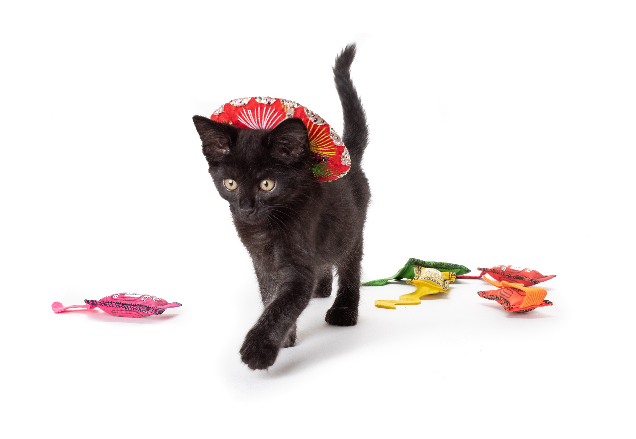 Tasty Taco Sauce Toys for Cats from Polydactyl Cats