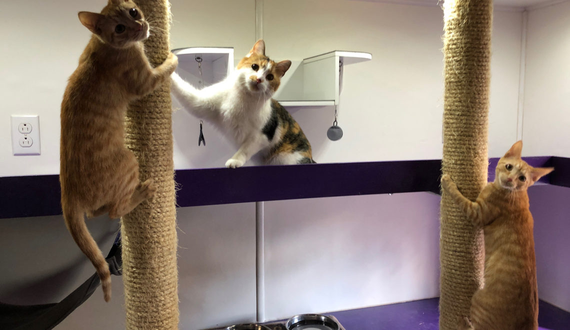 Catification on Wheels! The Amazing Acro-Cats’ Tour Bus Gets Catified