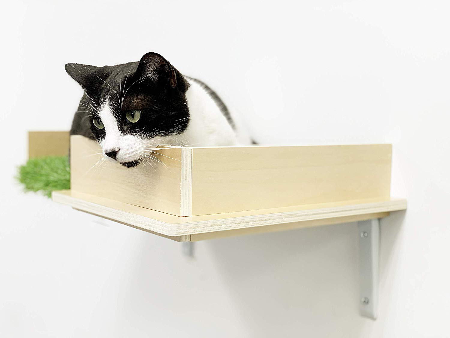 Black & white cat in wall-mounted cat perch