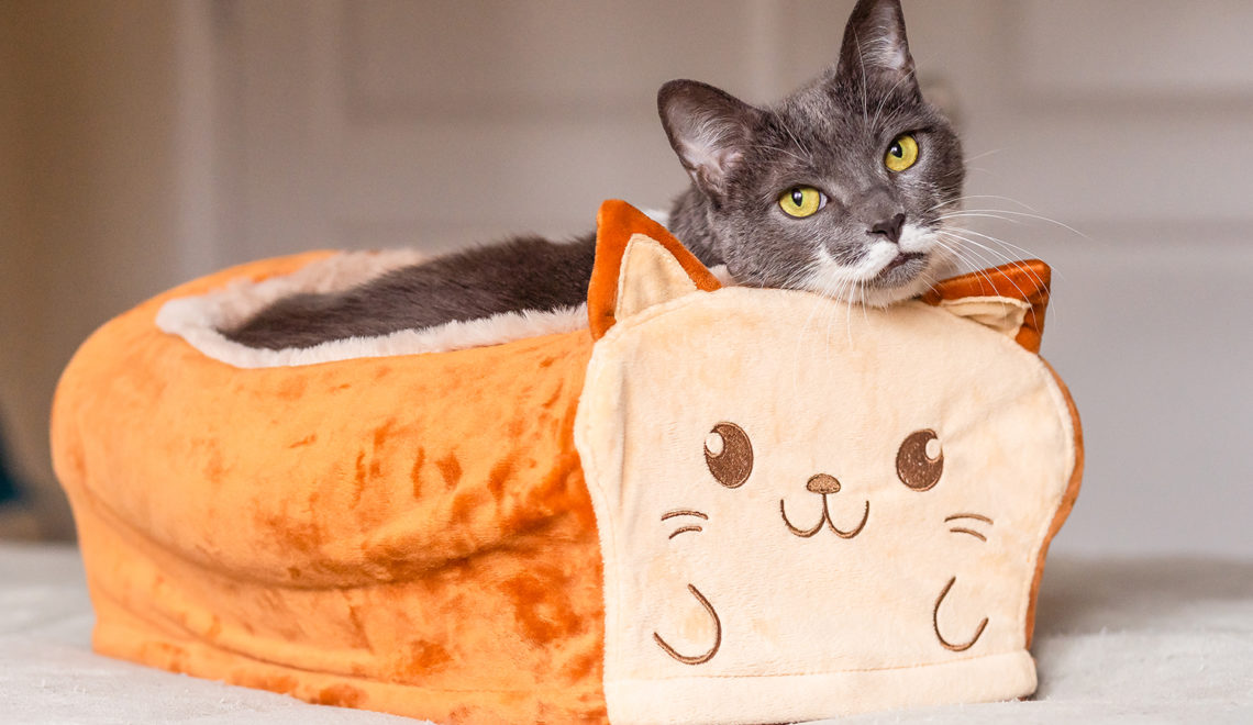 Adorable Breadbox-sized Cat Bed