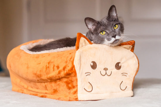 Adorable Breadbox-sized Cat Bed
